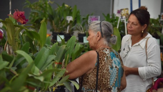 Exposição de orquídeas e rosas do deserto movimenta Aparecida neste fim de semana